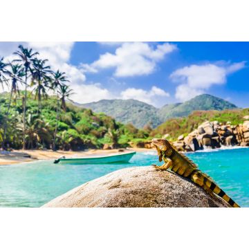 Lais Puzzle - Blick auf Leguan auf einem Felsen im Nationalpark Tayrona in Kolumbien - 2.000 Teile