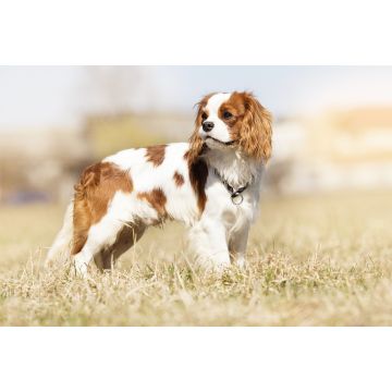 Lais Puzzle - King Charles Spaniel - 2.000 Teile