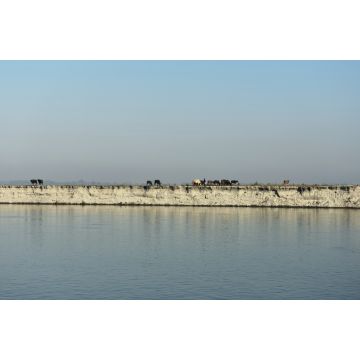 Lais Puzzle - Blick auf Büffel auf der Insel Majuli, der größten Flussinsel der Welt, Assam Indien - 2.000 Teile
