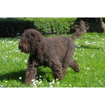 Lais Puzzle - Barbet - 2.000 Teile