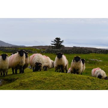 Lais Puzzle - Schafherde im Connemara-Nationalpark, Grafschaft Galway, Irland - 2.000 Teile