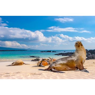 Lais Puzzle - Robben, Galapagos-Inseln, Ecuador - 2.000 Teile