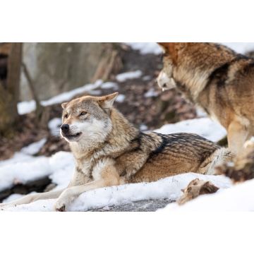 Lais Puzzle - 2 Wölfe im Schnee - 2.000 Teile