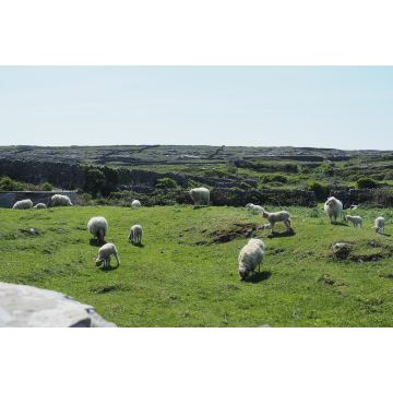 Lais Puzzle - Aran-Insel, Irland, Schaf - 2.000 Teile