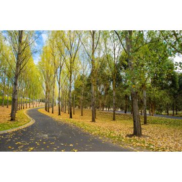 Lais Puzzle - Englische Bäume und Boden mit Herbstlaub bedeckt, Yarra Valley, Tarrawarra, Melbourne, Australien - 2.000 Teile