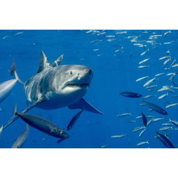 Lais Puzzle - Käfigtauchen mit dem Weissen Hai auf der Isla Guadalupe, Mexiko - 2.000 Teile