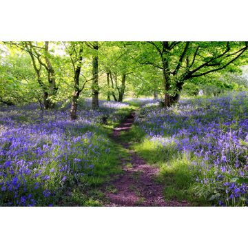 Lais Puzzle - Blaue Glocken Wald - 2.000 Teile