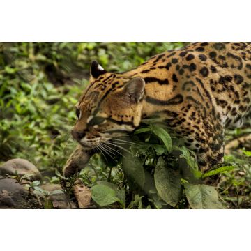 Lais Puzzle - Jaguar in einem Zoo, Ecuador - 2.000 Teile