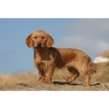 Lais Puzzle - Basset Fauve de Bretagne - 2.000 Teile