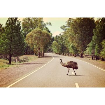 Lais Puzzle - Emu beim Überqueren der Straße im Flinders Ranges National Park, Australien - 2.000 Teile