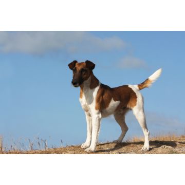 Lais Puzzle - Foxterrier Glatthaar - 2.000 Teile