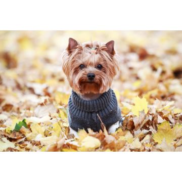 Lais Puzzle - Yorkshire Terrier im Pullover, England - 2.000 Teile