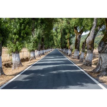 Lais Puzzle - Baumtunnel auf der Straße, Marvao, Alentejo, Portugal - 2.000 Teile
