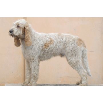 Lais Puzzle - Grand Griffon Vendeen - 2.000 Teile
