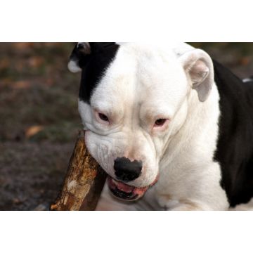 Lais Puzzle - Amerikanischer Pitbull-Terrier - 2.000 Teile