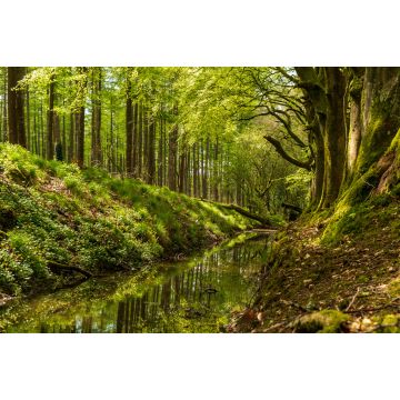 Lais Puzzle - Schöne grüne Bäume, die sich in einem kleinen Fluss spiegeln, der durch den Wald fließt. Frühlingslandschaft in Russeltown Wood, Grafschaft Wicklow, Irland - 2.000 Teile