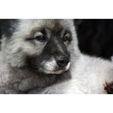Lais Puzzle - Wolfsspitz - 2.000 Teile
