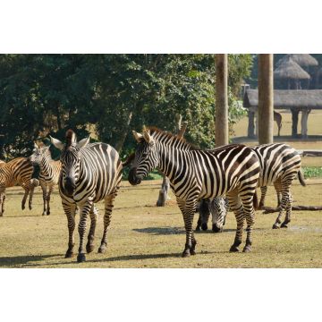 Lais Puzzle - Zebras im Chimelong Safari Park, China - 2.000 Teile