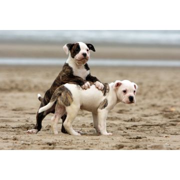 Lais Puzzle - American Bulldog - 2.000 Teile