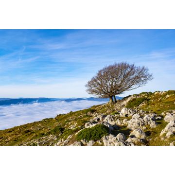 Lais Puzzle - Buchen im Naturpark von Aralar mit einem Wolkenmeer im Hintergrund, Navarra, Spanien - 2.000 Teile