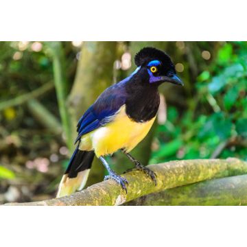 Lais Puzzle - Urraca Común, Cyanocorax Chrysops, ursprünglich aus dem Iguazu-Gebiet und den Esteros del Iberá - 2.000 Teile