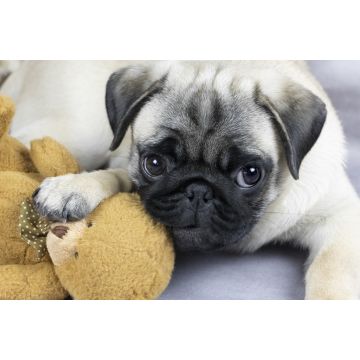 Lais Puzzle - Mops - 2.000 Teile