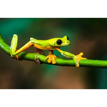 Lais Puzzle - Gleitender Laubfrosch (Agalychnis spurrelli) ist eine Froschart aus der Familie der Hylidae, Kolumbien - 2.000 Teile