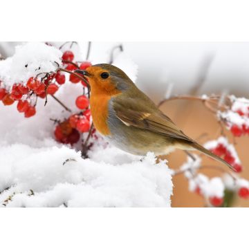 Lais Puzzle - Rotkehlchen im Schnee - 2.000 Teile