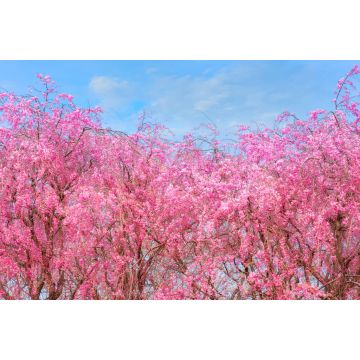Lais Puzzle - Sakura im Kitakami Tenshochi Park, Japan - 2.000 Teile
