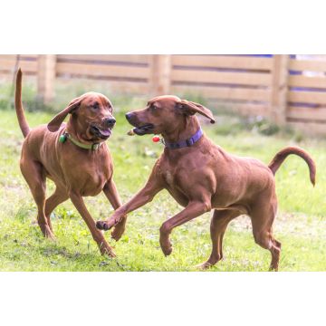 Lais Puzzle - Redbone Coonhound - 2.000 Teile