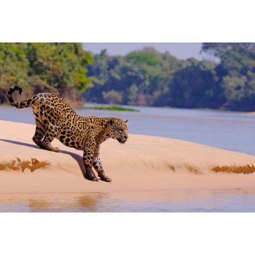 Lais Puzzle - Jaguar, Panthera Onca, Weibchen, Fluss Cuiaba, Porto Jofre, Pantanal Matogrossense, Mato Grosso do Sul, Brasilien - 2.000 Teile