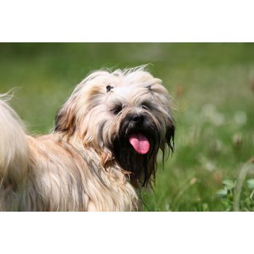 Lais Puzzle - Lhasa Apso - 2.000 Teile
