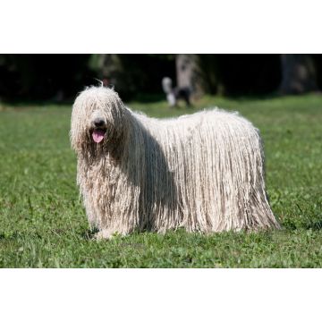 Lais Puzzle - Komondor - 2.000 Teile