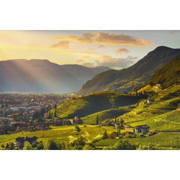 Lais Puzzle - Ansicht der Weinberge in Santa Maddalena Bozen, Italien - 2.000 Teile