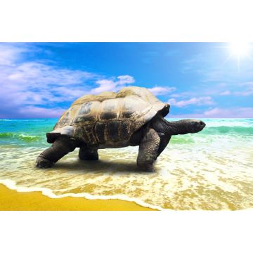 Lais Puzzle - große Schildkröte am Strand - 2.000 Teile