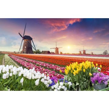 Lais Puzzle - Farbenfroher Sonnenuntergang auf Tulpenfarm in Holland mit Windmühlen - 2.000 Teile