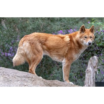 Lais Puzzle - Dingo - 2.000 Teile