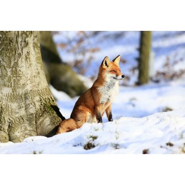 Lais Puzzle - Fuchs - 2.000 Teile