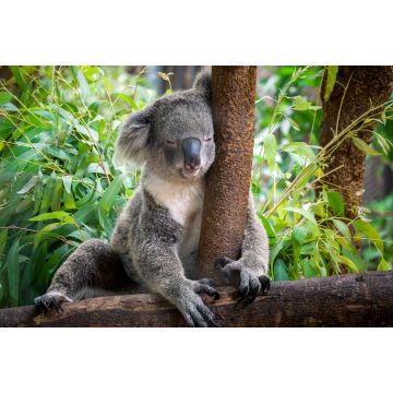 Lais Puzzle - Koala - 2.000 Teile