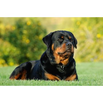 Lais Puzzle - Rottweiler - 2.000 Teile