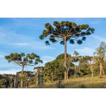 Lais Puzzle - Araucaria-Baum am sonnigen Tag im ländlichen Bereich, Chile - 2.000 Teile