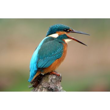 Lais Puzzle - Kingfisher Eisvogel - 2.000 Teile
