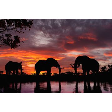 Lais Puzzle - Elefanten im Sonnenuntergang an einem Fluss - 2.000 Teile