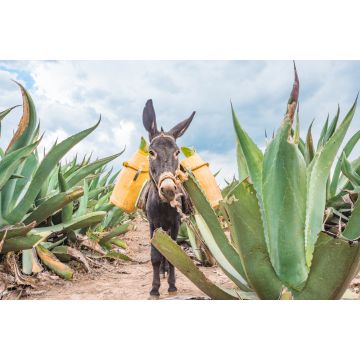 Lais Puzzle - Schöner Esel bei den Maguey-Feldern in Tlaxcala, Mexiko - 2.000 Teile