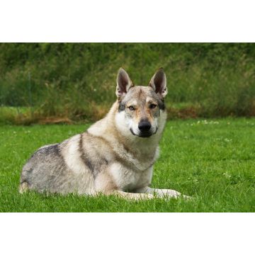 Lais Puzzle - Tschechoslowakischer Wolfhund - 2.000 Teile