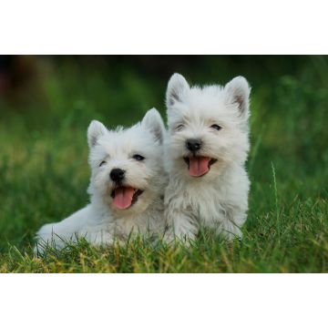 Lais Puzzle - West Highland White Terrier - 2.000 Teile