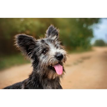Lais Puzzle - Skye Terrier - 2.000 Teile