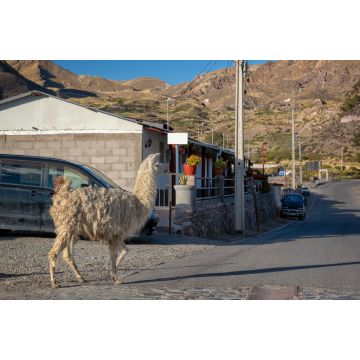 Lais Puzzle - Lama geht in einer Straße von Putre, Chile - 2.000 Teile