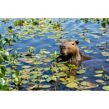 Lais Puzzle - Ein Wasserschwein streckt seinen Kopf aus dem mit Pflanzen bewachsenen Wasser des Ibera-Feuchtgebiets (Esteros del Ibera) in der Nähe des Dorfes Colonia Carlos Pellegrini in der Provinz Corrientes im Norden Argentiniens. - 2.000 Teile