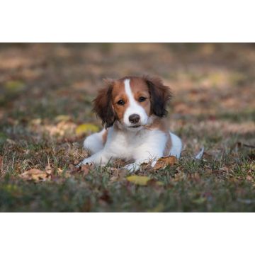 Lais Puzzle - Nederlandse Kooikerhondje - 2.000 Teile